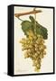 Mayorquin Grape-J. Troncy-Framed Stretched Canvas