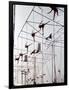 Maze of Ringling Bros. New Outdoor Rigging Supporting Trapezes and Ropes-Frank Scherschel-Framed Photographic Print