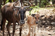 Wildebeest-MaZiKab-Mounted Photographic Print