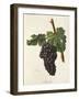 Mazuela Grape-J. Troncy-Framed Giclee Print