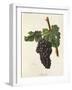 Mazuela Grape-J. Troncy-Framed Giclee Print