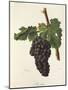 Mazuela Grape-J. Troncy-Mounted Giclee Print