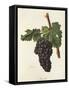 Mazuela Grape-J. Troncy-Framed Stretched Canvas
