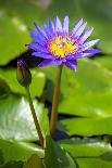 Beautiful Blue Egyptian Water Lily (Nymphaea Caerulea) Closeup-mazzzur-Photographic Print