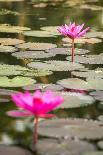 Beautiful Pink Water Lily Closeup-mazzzur-Photographic Print