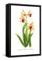 Mbidium Parishii Sanderae-H.g. Moon-Framed Stretched Canvas