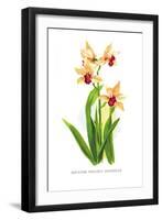 Mbidium Parishii Sanderae-H.g. Moon-Framed Art Print