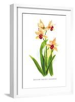 Mbidium Parishii Sanderae-H.g. Moon-Framed Art Print