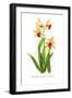 Mbidium Parishii Sanderae-H.g. Moon-Framed Art Print