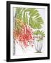 Mcarthur Palm-Marion Sheehan-Framed Collectable Print