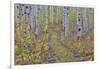 McClure Pass, Colorado with trail in grove of aspen trees.-Darrell Gulin-Framed Photographic Print