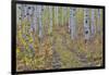 McClure Pass, Colorado with trail in grove of aspen trees.-Darrell Gulin-Framed Photographic Print