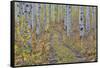 McClure Pass, Colorado with trail in grove of aspen trees.-Darrell Gulin-Framed Stretched Canvas