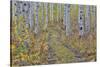 McClure Pass, Colorado with trail in grove of aspen trees.-Darrell Gulin-Stretched Canvas