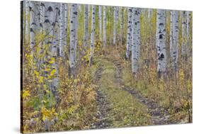 McClure Pass, Colorado with trail in grove of aspen trees.-Darrell Gulin-Stretched Canvas