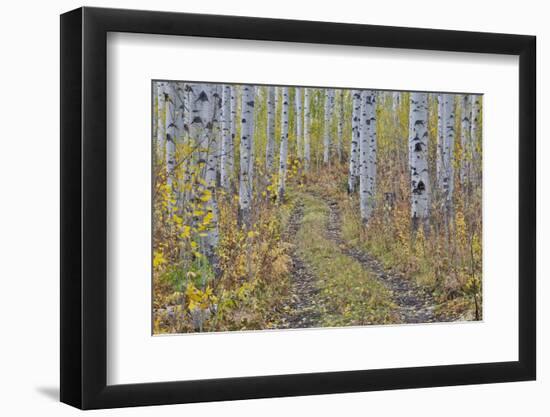 McClure Pass, Colorado with trail in grove of aspen trees.-Darrell Gulin-Framed Photographic Print