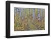 McClure Pass, Colorado with trail in grove of aspen trees.-Darrell Gulin-Framed Photographic Print