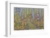McClure Pass, Colorado with trail in grove of aspen trees.-Darrell Gulin-Framed Photographic Print