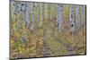 McClure Pass, Colorado with trail in grove of aspen trees.-Darrell Gulin-Mounted Photographic Print