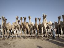 Camel Traders at the Early Morning Livestock Market in Hargeisa, Somaliland, Somalia, Africa-Mcconnell Andrew-Photographic Print