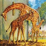 Virginia the Giraffe-McConnell-Giclee Print