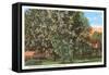 Mccorvey Magnolia, Alabama-null-Framed Stretched Canvas