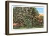 Mccorvey Magnolia, Alabama-null-Framed Art Print