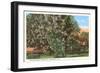 Mccorvey Magnolia, Alabama-null-Framed Art Print