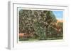 Mccorvey Magnolia, Alabama-null-Framed Art Print