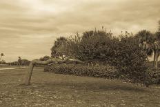 Giant Bonsai Sepia-mce128-Photographic Print