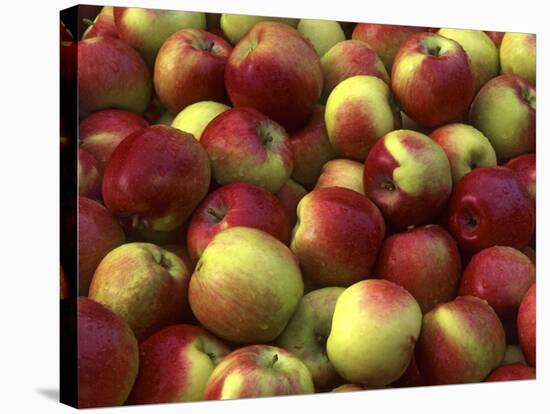 Mcintosh Apples-Steve Terrill-Stretched Canvas
