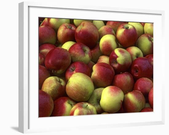 Mcintosh Apples-Steve Terrill-Framed Photographic Print