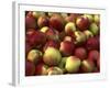 Mcintosh Apples-Steve Terrill-Framed Photographic Print