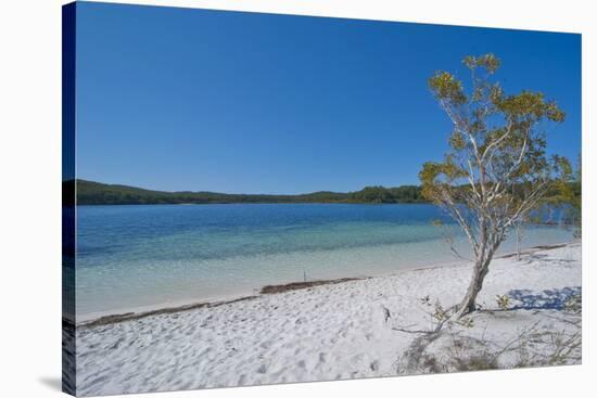 Mckenzie Lake, Fraser Island, UNESCO World Heritage Site, Queensland, Australia, Pacific-Michael Runkel-Stretched Canvas