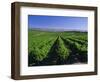 Mclaren Vale-Oliverhill Wines Vineyards, South Australia, Australia-Neale Clarke-Framed Photographic Print