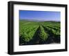 Mclaren Vale-Oliverhill Wines Vineyards, South Australia, Australia-Neale Clarke-Framed Photographic Print