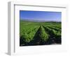 Mclaren Vale-Oliverhill Wines Vineyards, South Australia, Australia-Neale Clarke-Framed Photographic Print