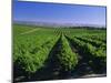 Mclaren Vale-Oliverhill Wines Vineyards, South Australia, Australia-Neale Clarke-Mounted Photographic Print