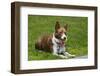 McNab Shepherd waiting, California, USA-Zandria Muench Beraldo-Framed Photographic Print