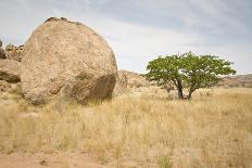 Boulder and Tree-mddfiles-Photographic Print