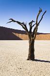 Boulder and Tree-mddfiles-Photographic Print