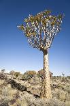 Boulder and Tree-mddfiles-Photographic Print