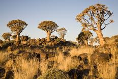 Damaraland-mddfiles-Photographic Print