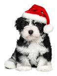 Cute Christmas Havanese Puppy Dog with a Santa Hat-mdorottya-Laminated Photographic Print