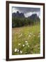 Meadow and the Rosengarten Peaks in the Dolomites Near Canazei, Trentino-Alto Adige, Italy, Europe-Martin Child-Framed Photographic Print