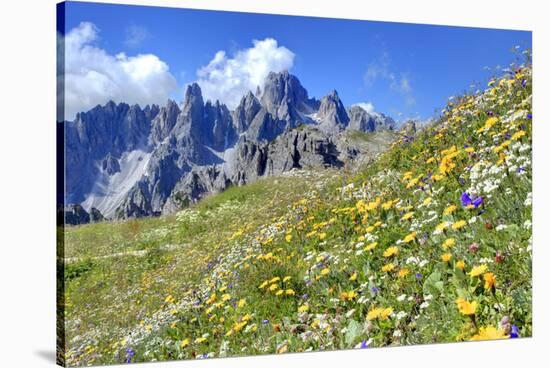 Meadow at Sexten Dolomites Nature Park, Province of Bolzano, South Tyrol, Italy-null-Stretched Canvas