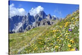 Meadow at Sexten Dolomites Nature Park, Province of Bolzano, South Tyrol, Italy-null-Stretched Canvas