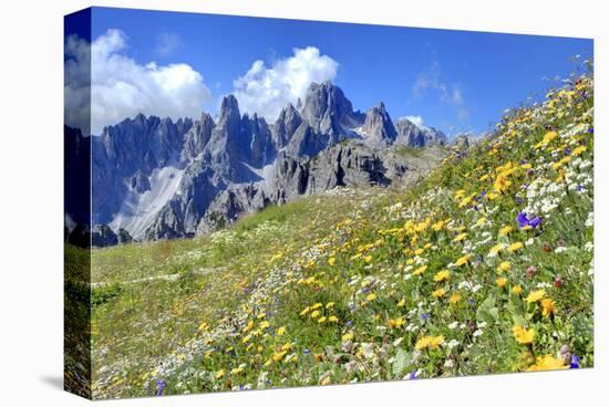 Meadow at Sexten Dolomites Nature Park, Province of Bolzano, South Tyrol, Italy-null-Stretched Canvas