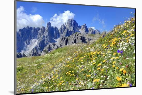 Meadow at Sexten Dolomites Nature Park, Province of Bolzano, South Tyrol, Italy-null-Mounted Art Print