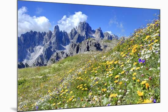 Meadow at Sexten Dolomites Nature Park, Province of Bolzano, South Tyrol, Italy-null-Mounted Art Print